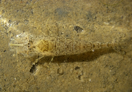 Asian Sand Shrimp