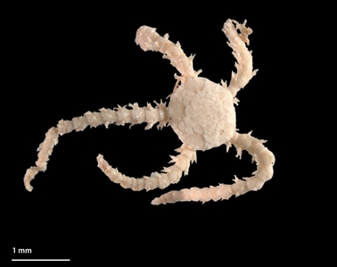 Brittle Star