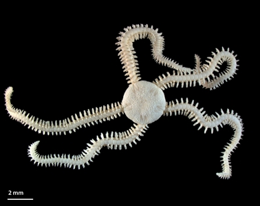 Brittle Star