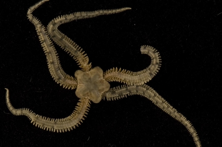 Brittle Star