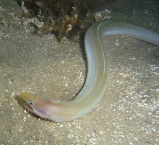 Shorthead Worm Eel