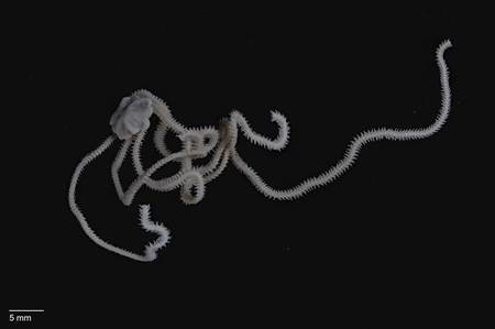 Brittle Star