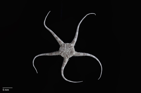 Brittle Star