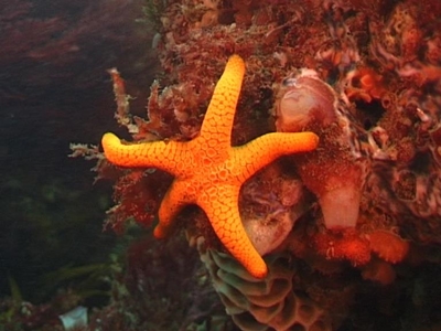 Seastar