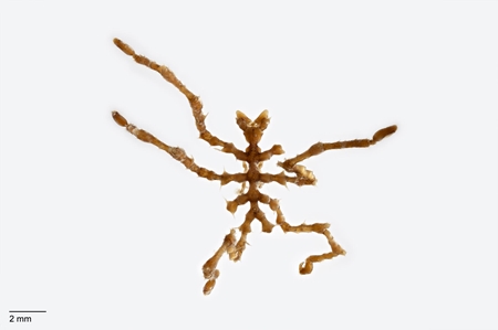 Pycnogonid