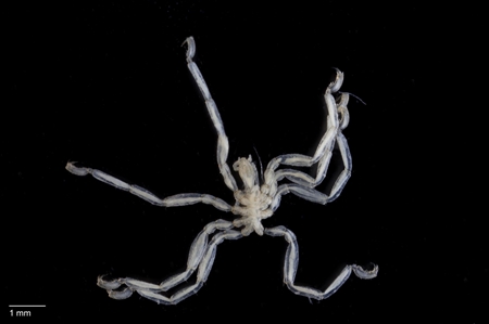 Pycnogonid