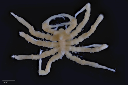 Pycnogonid