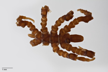 Pycnogonid