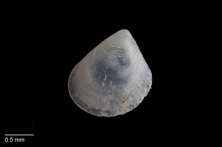 Bivalve Mollusc