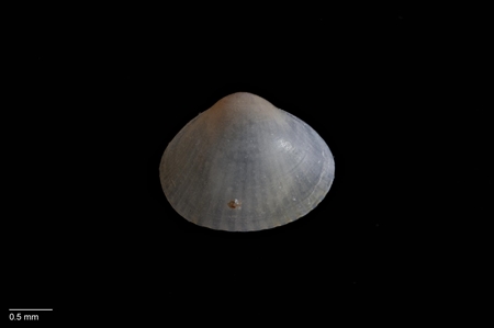 Bivalve Mollusc