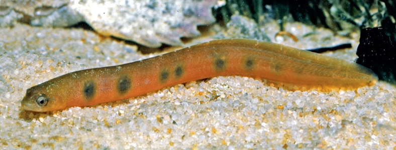 Common Shore Eel