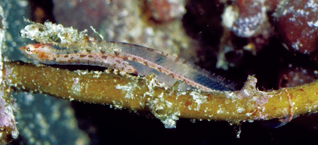 Pygmy Shore Eel