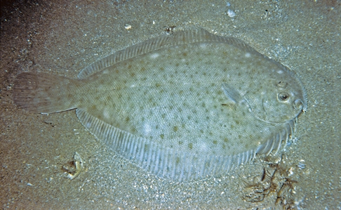 Spotted Flounder