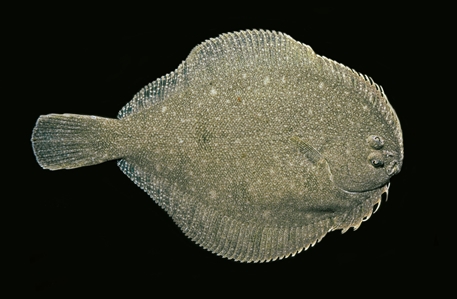 Longsnout Flounder