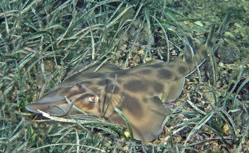 Western Shovelnose Ray