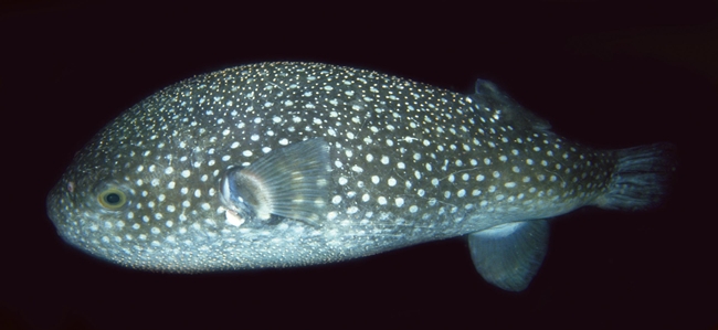 Starry Toadfish