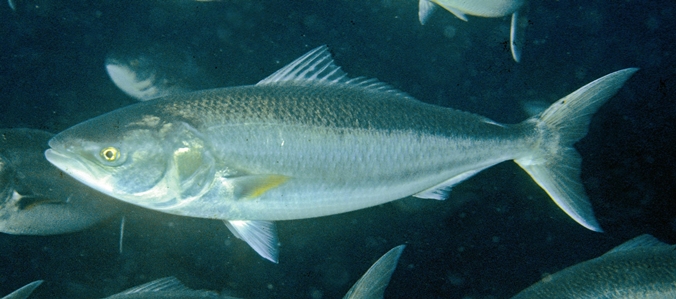 Western Australian Salmon