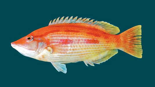 Eastern Blackspot Pigfish