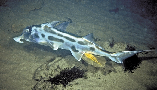 Elephantfish