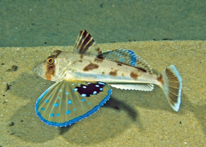 Red Gurnard