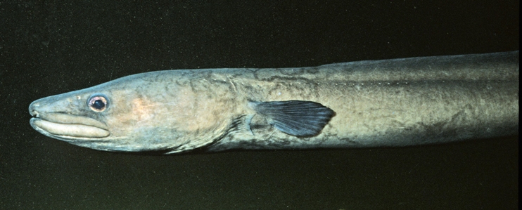 Southern Conger