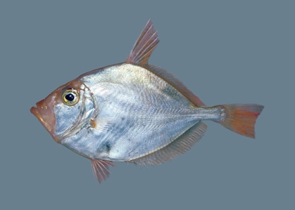 Silver Dory