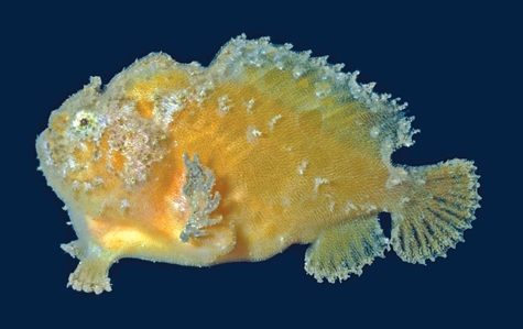 Sponge Anglerfish