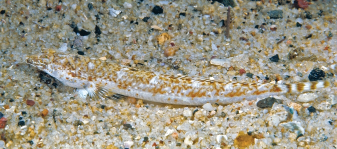 Broad Duckbill