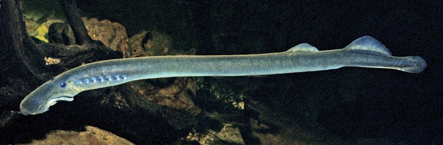 Pouch Lamprey