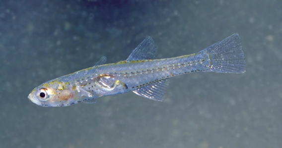 Glassgoby