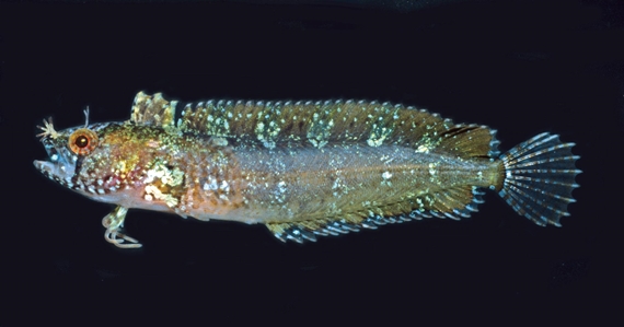 Largenose Weedfish