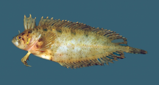 Wilson's Weedfish