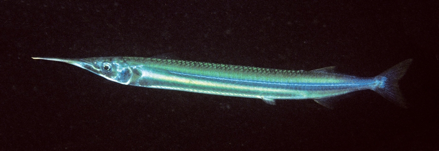 Southern Garfish