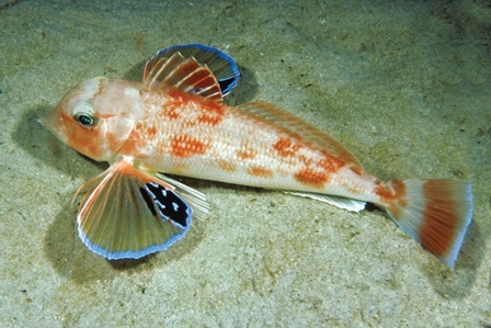 Roundsnout Gurnard