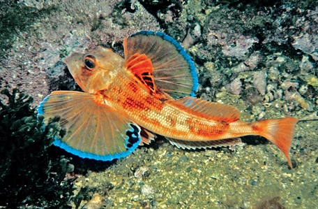 Butterfly Gurnard