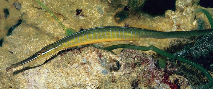 Halfbanded Pipefish