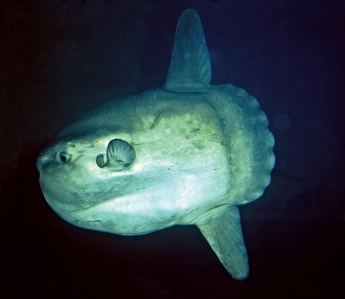 Ocean Sunfish