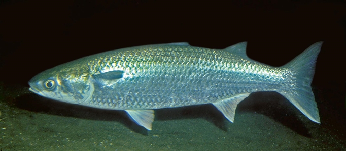 Sea Mullet