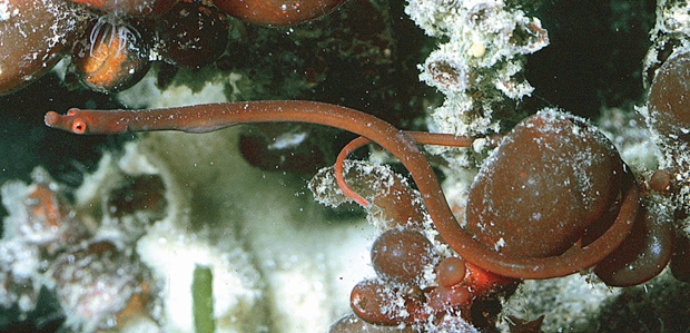 Red Pipefish