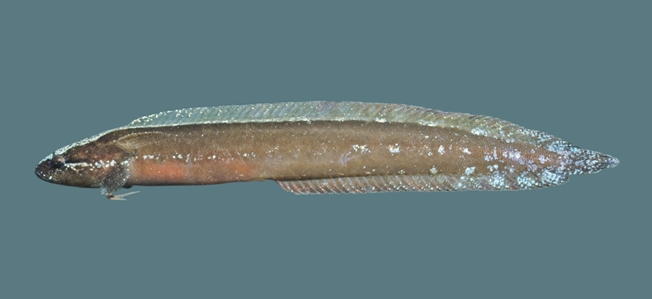 Frosted Snakeblenny