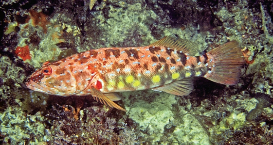 Harlequin Fish