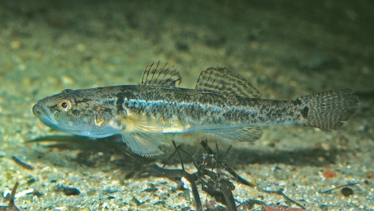 Flathead Gudgeon