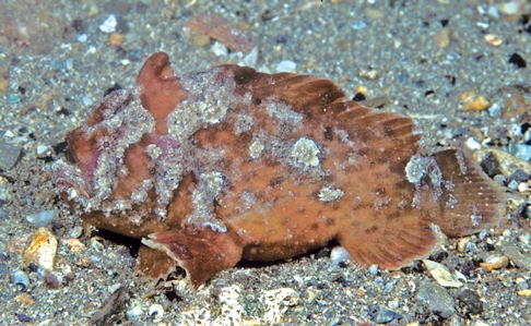 Whitespotted Anglerfish