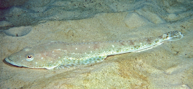 Toothy Flathead