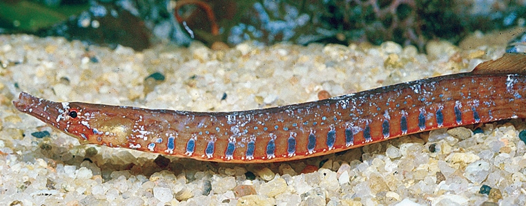 Pugnose Pipefish