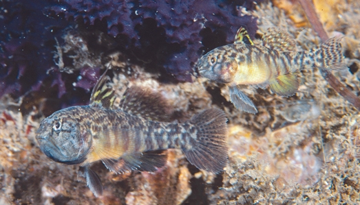 Largemouth Goby