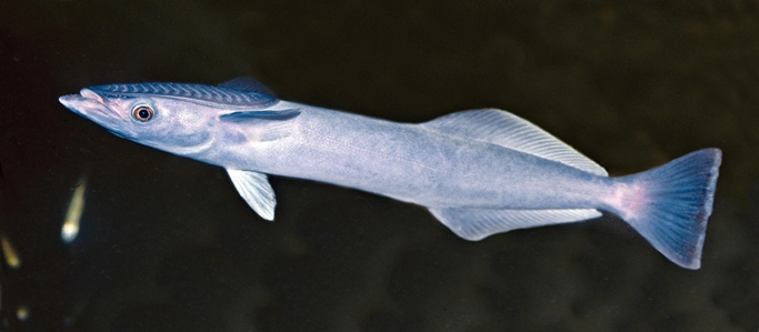 Remora