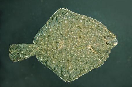 Greenback Flounder