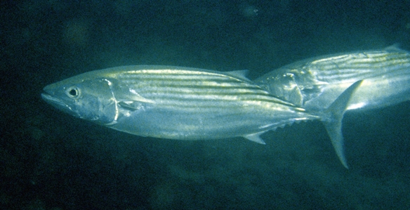 Australian Bonito