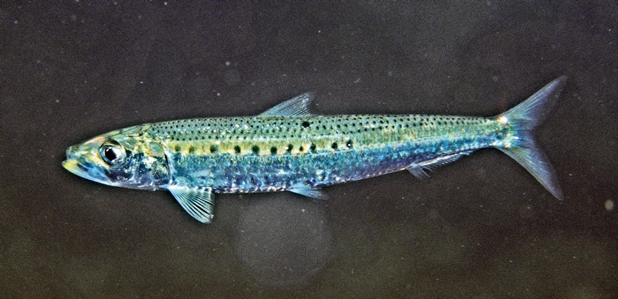 Australian Sardine